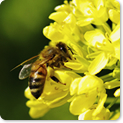 日本ミツバチの歴史